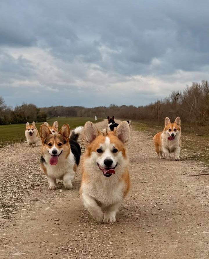 Корги‑Туса!🐶
